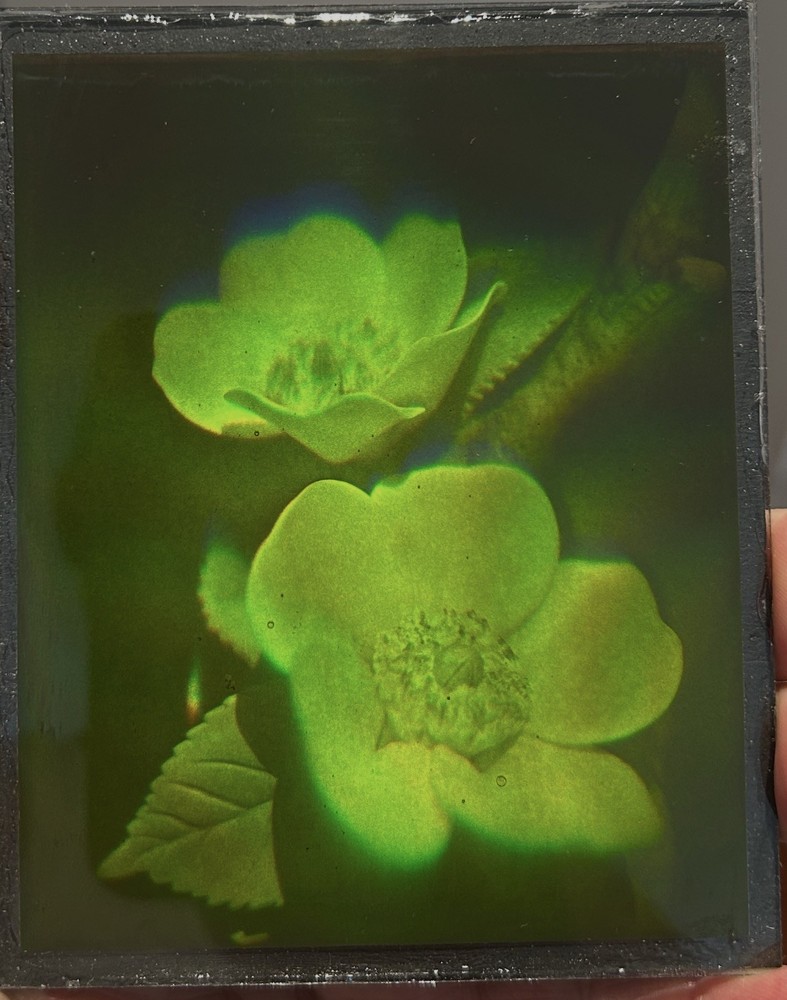 True  3D laser hologram. Flowers.