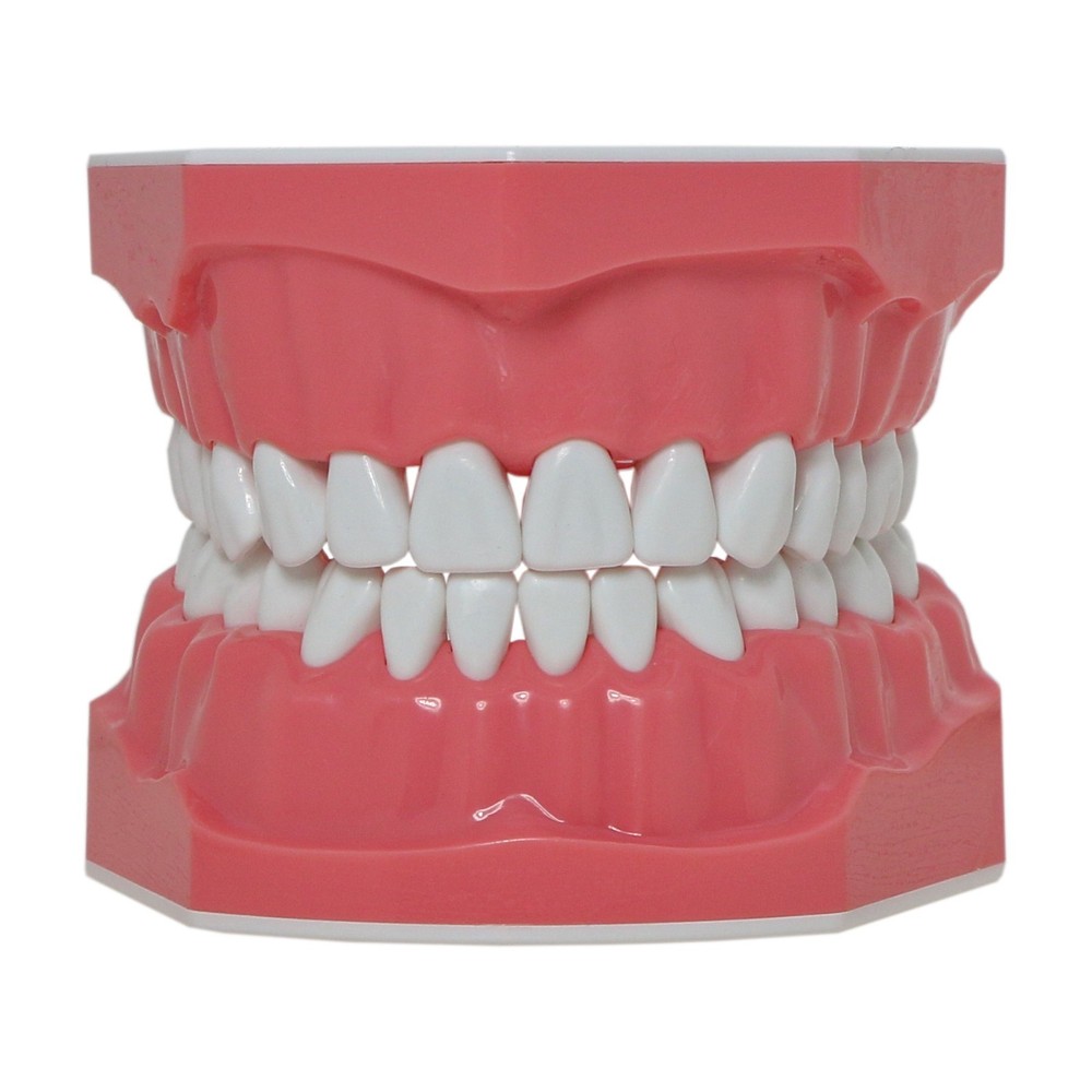 Dental Brushing Flossing Practice Teeth Typodont Model Teaching Studying M7010-1