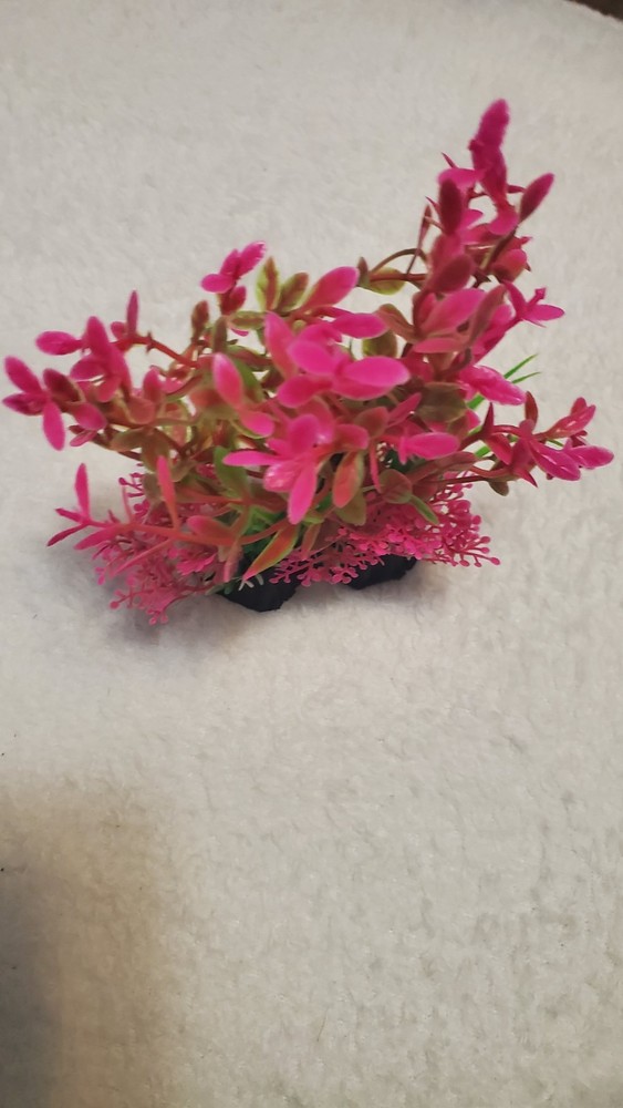 Decoracion Pecera
