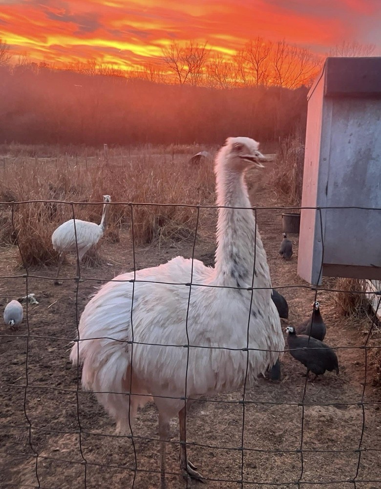 *2* White Rhea Hatching Egg’s LAYING NOW 🥚✅
