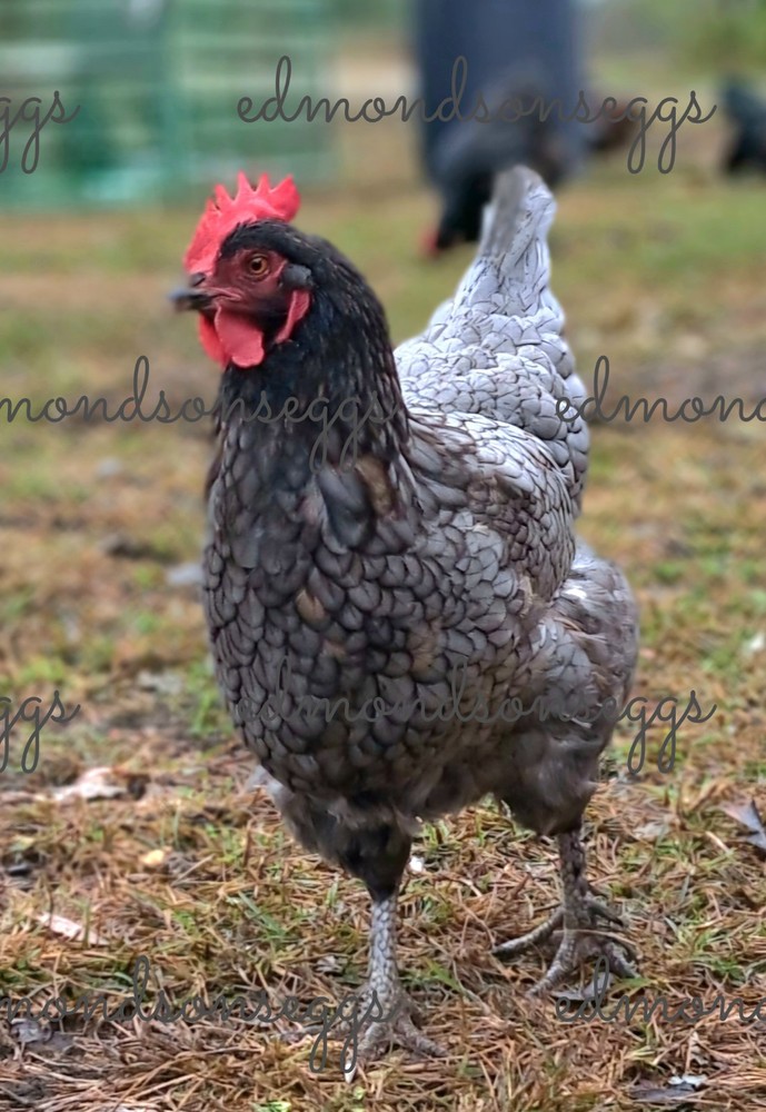 12 Colorful Hatching EGGS.multi Gen Olive EGGER Easter Egger Free Ranging Mix
