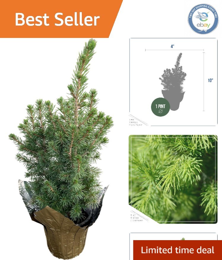 Live Alberta Spruce Tree - 10" Tall Tabletop Decoration for -Round Elegance