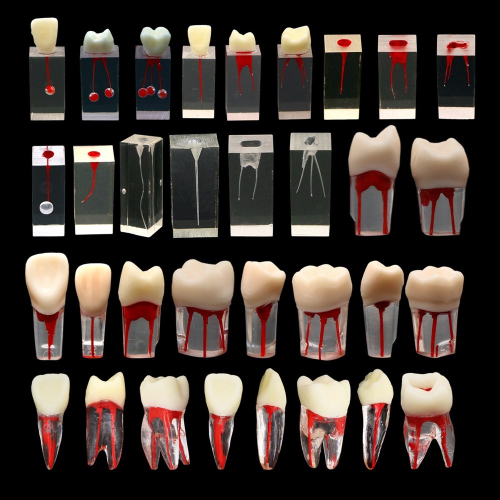 10Pcs Dental Endo Root Canal Teeth Model Practice Block RCT Pulp Cavity Study