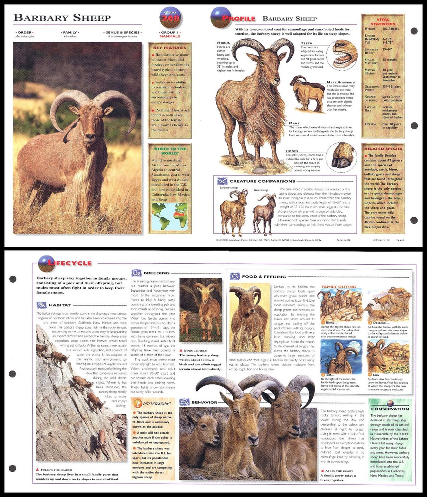 Fold-Out Sheet - Barbary Sheep - 268