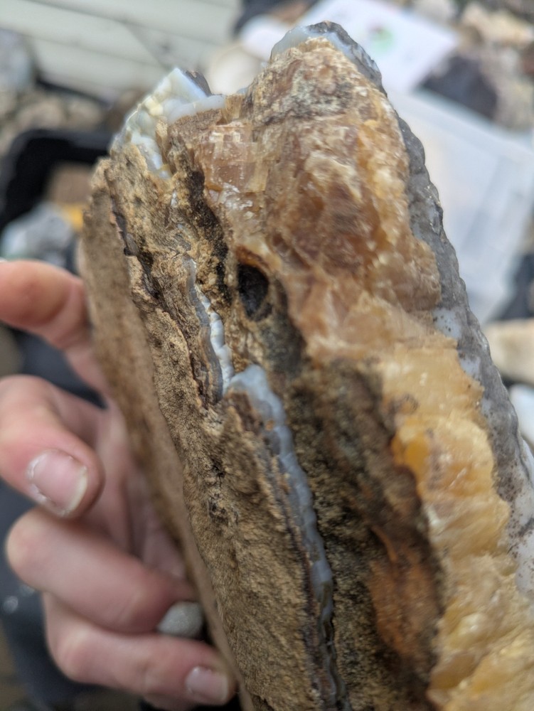 Blue Forest Wyoming Log w/Botryoidal, Crystallization & Amber (2lb 5oz)