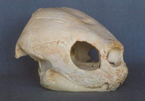 Leatherback Turtle Skull REPLICA