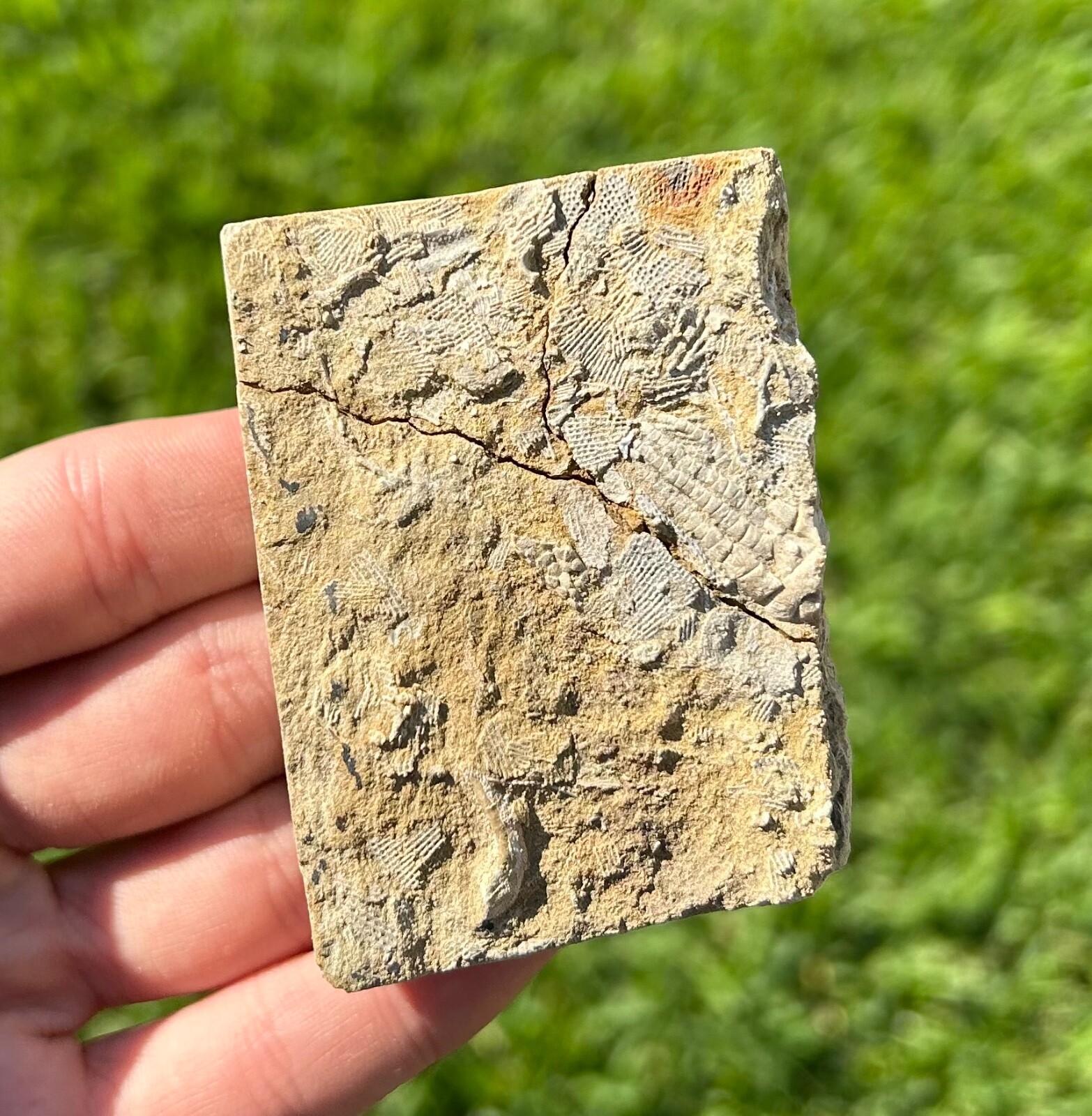 Alabama Fossil Crinoid in Matrix Pentaramacrinus nitidus Mississippian Age