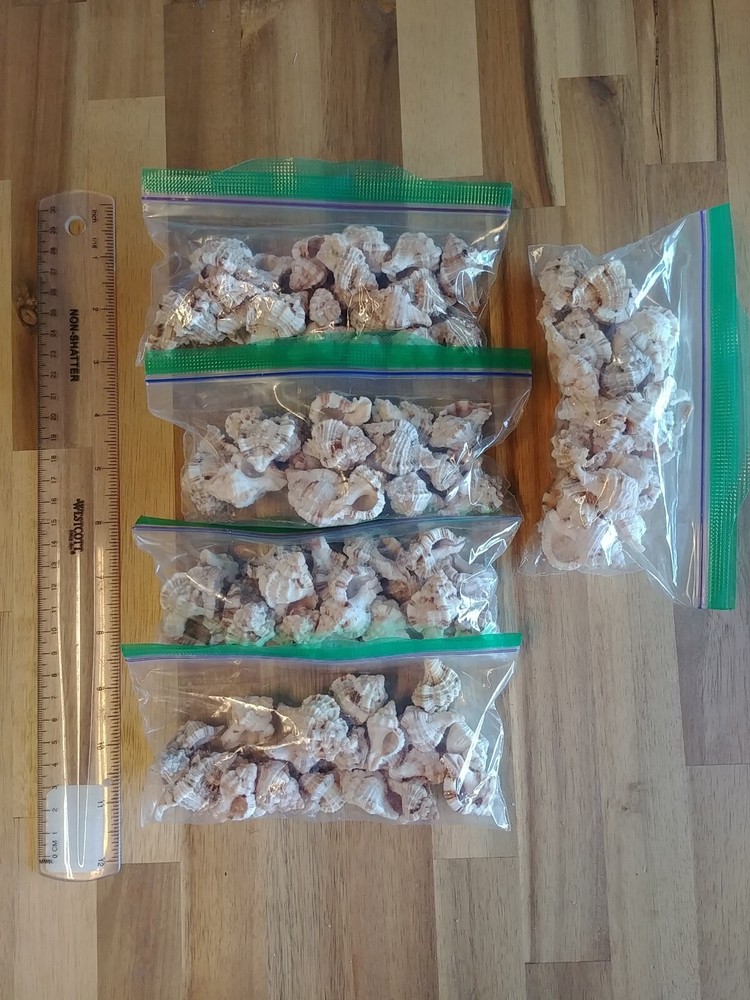 20 Apple Murex shells