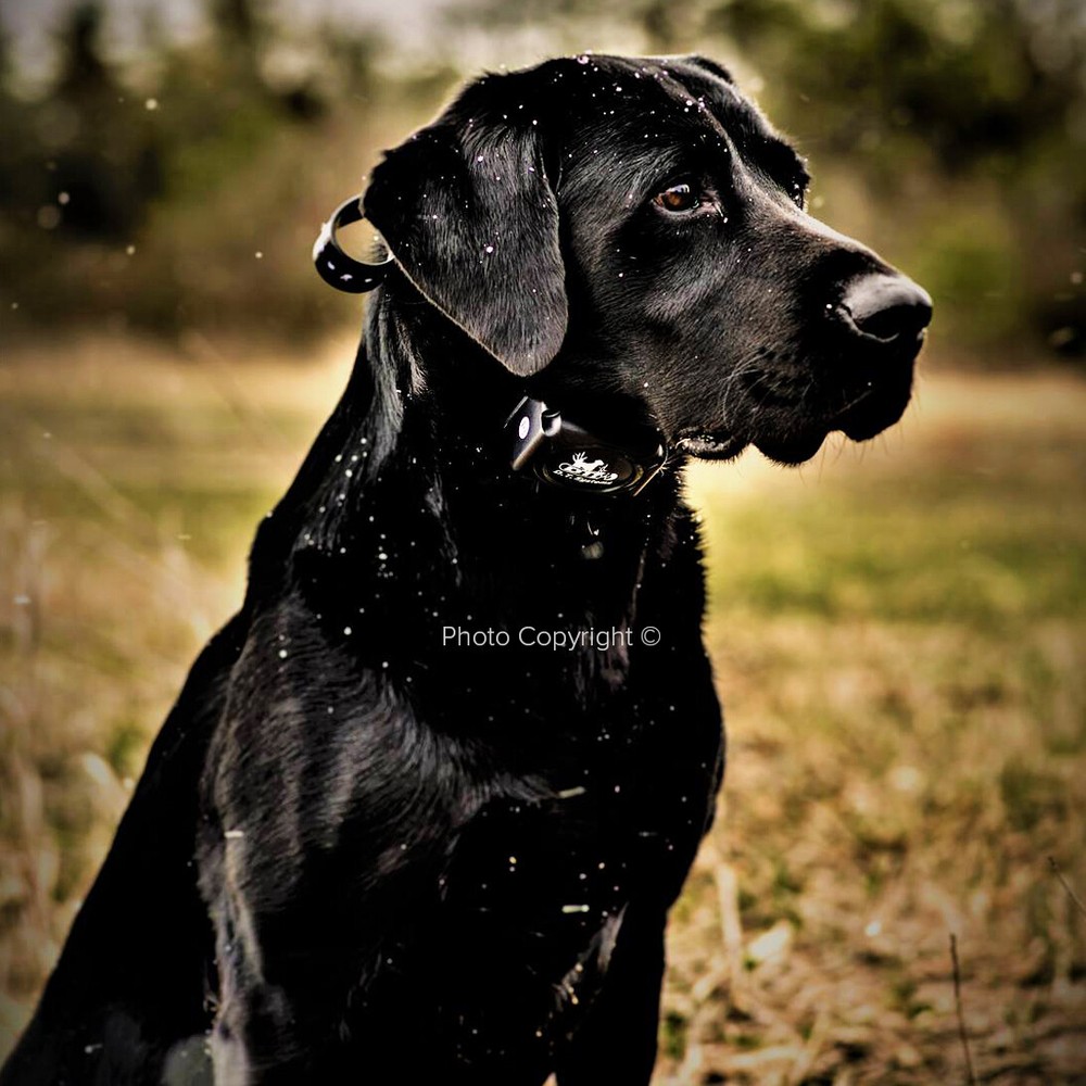 DT Systems H2O 1820 PLUS Expandable Dog Remote Trainer