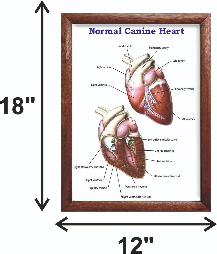 Normal Canine Heart Chart 12x18 inches
