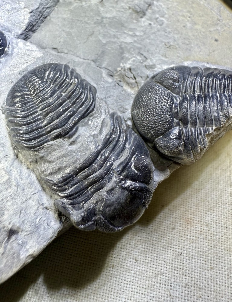 NICE Phacops Trilobite Plate ~ Penn Dixie New York ~ Devonian Period