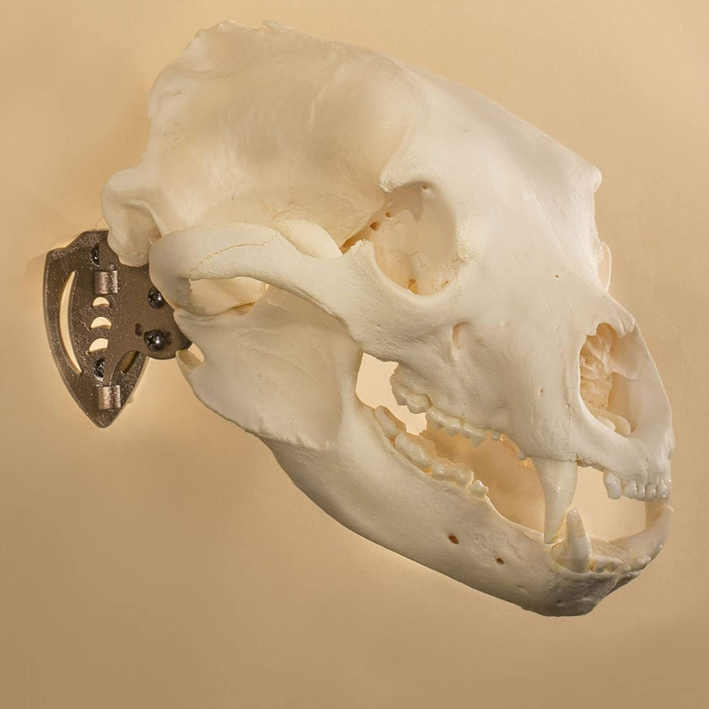 Mini Hooker Skull