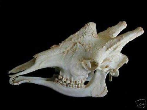 Giraffe skull REPLICA