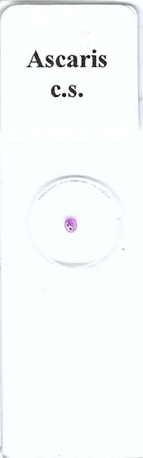 Ascaris c.s. Microscope Slide