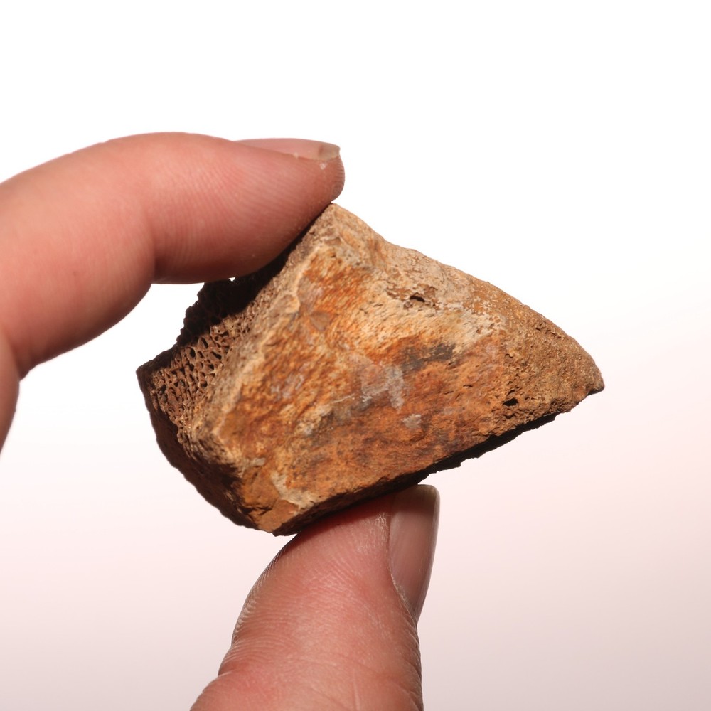 Triceratops Eppocipital Partial - Dinosaur Bone Hell Creek Formation Cretaceous