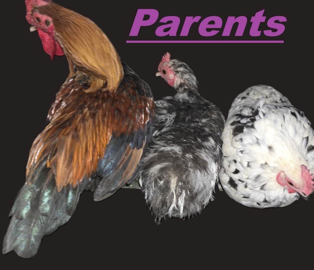 12+ A Dozen Serama Chicken Hatching Eggs Mini Chicken