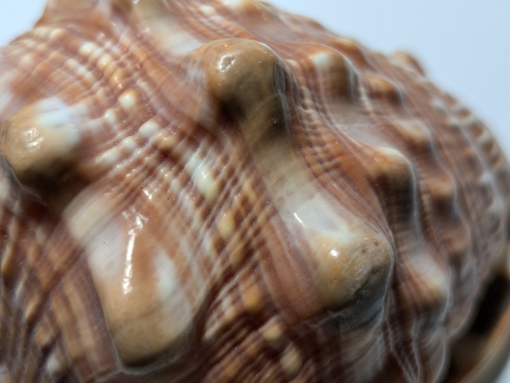 Cassis Glaucum Bonnet Shell