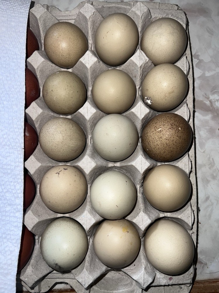18 Eggs F2 Olive Egger Hatching Eggs