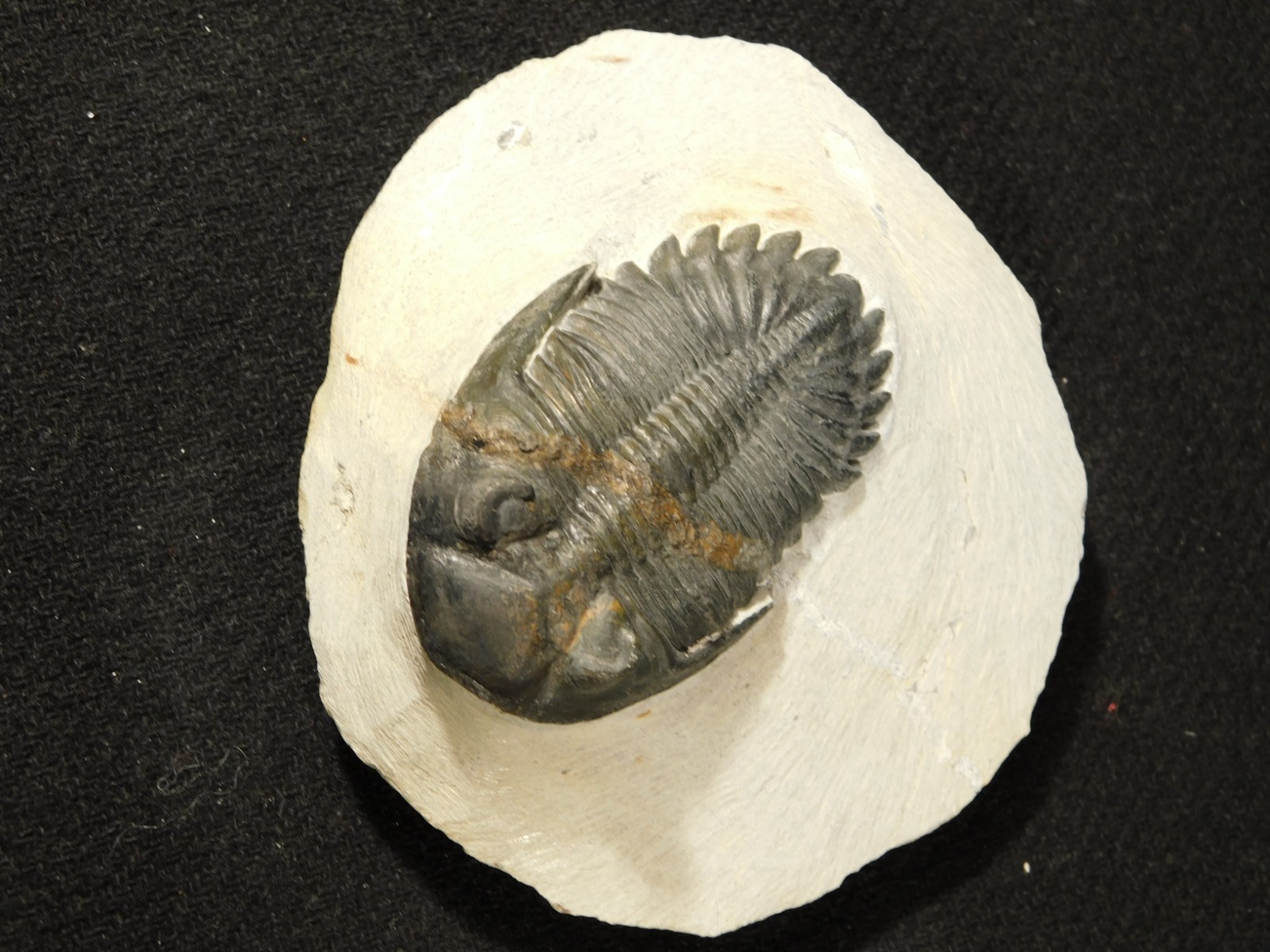 LARGER! Hollardops TRILOBITE Fossil Nice and 100% Natural Morocco 289gr