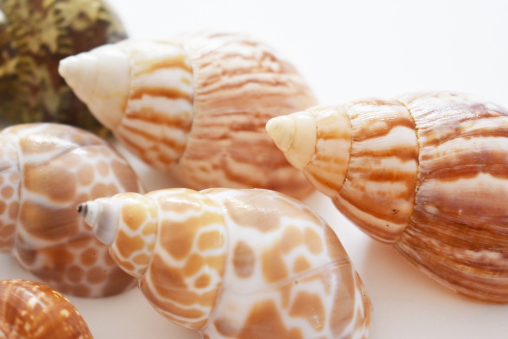 15 Hermit Crab Shells Assorted Natural Seashells SMALL to Medium Beautiful Set