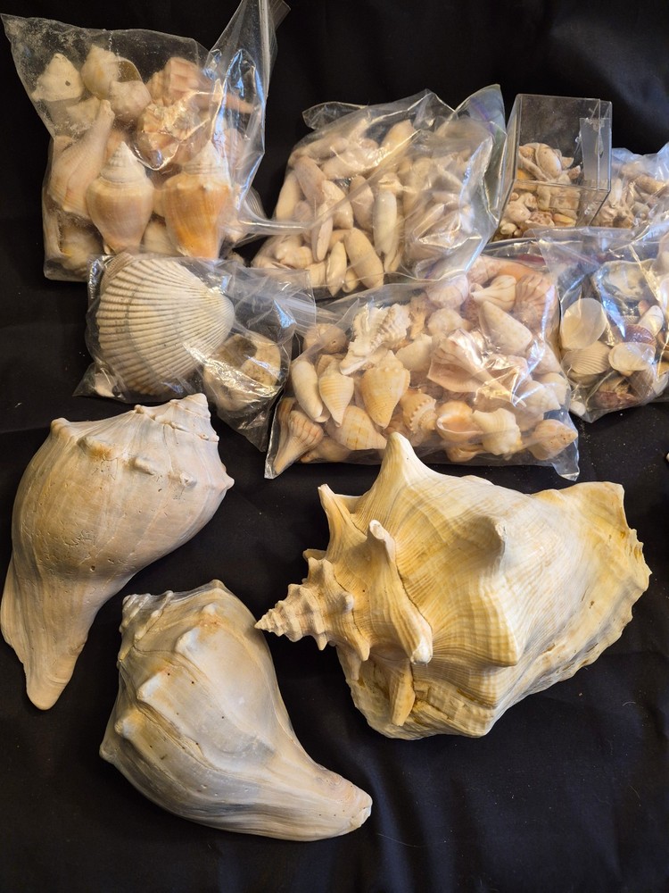Sea Shells Lot- Over 8 Pounds-Assorted Sizes