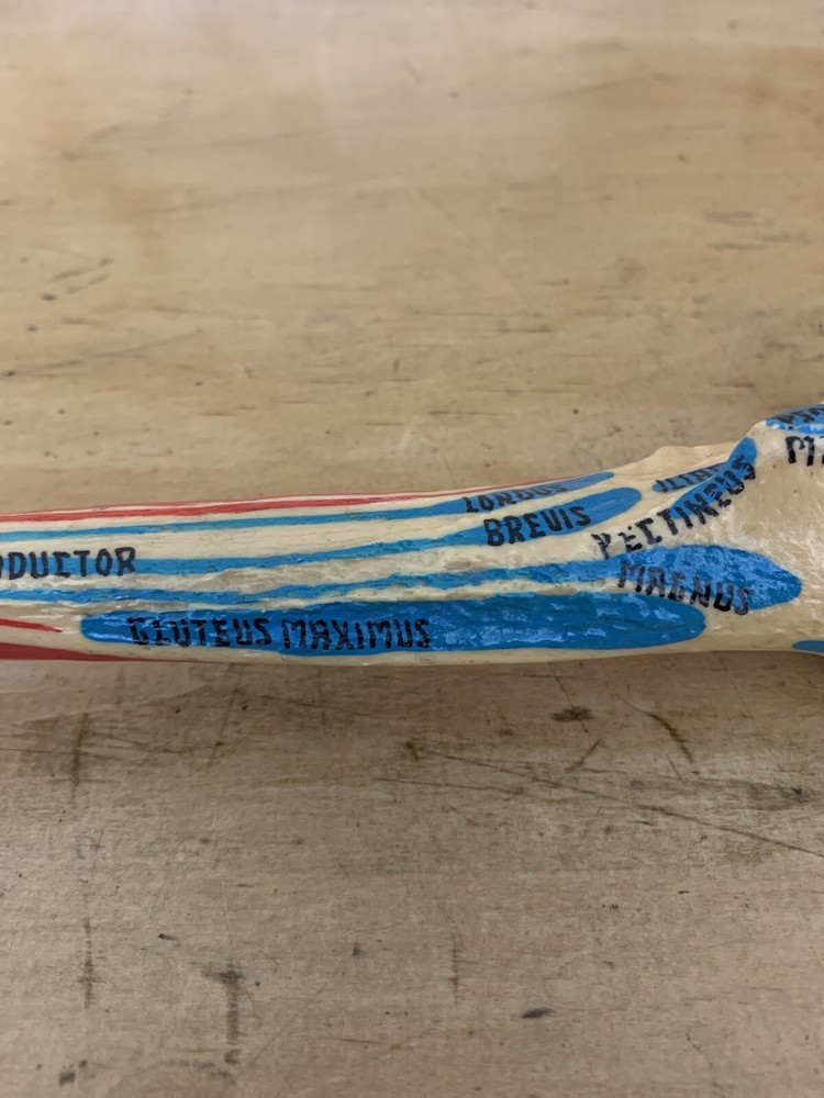 Fake Human Bone Educational Labels 15” Colors
