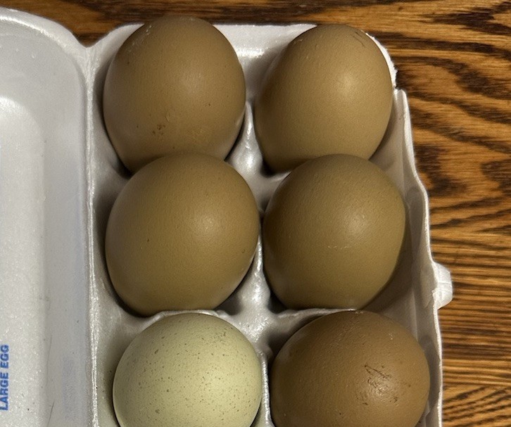 4+2  Hatching Eggs Olive Egger, Easter Egger Avian Flu neg NPIP Dark green eggs