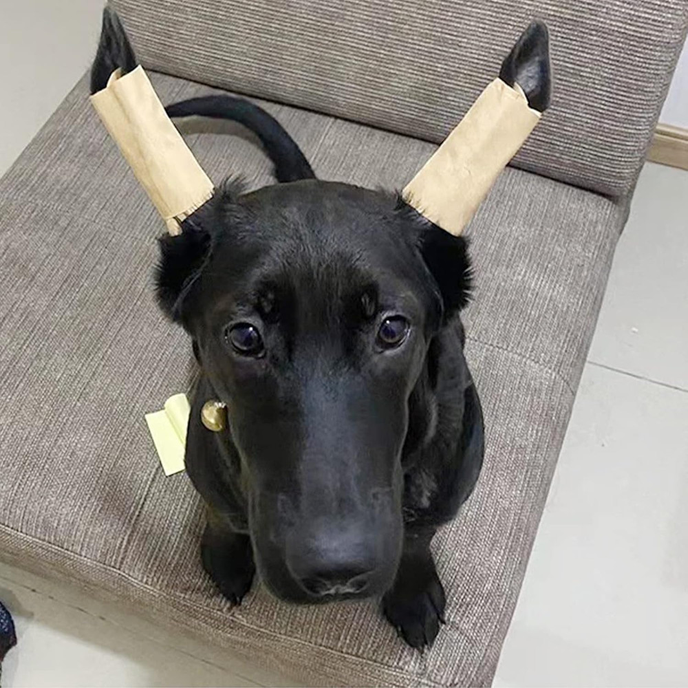 1 Pair Dog Ear Stand Sticker up Support Tool, Dog Ear Fixed Correction Vertical