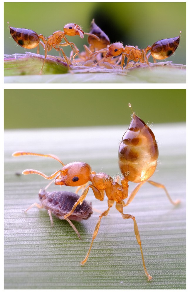 Macro Photography Reflector Cover Soft Box Diffuser For Flash Lamp Flashlight