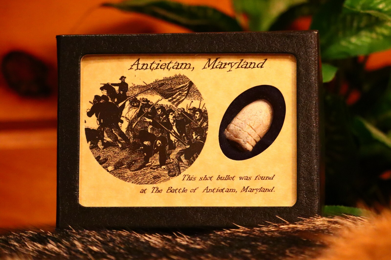 Civil War Bullet Relic from The Battle of Antietam, MD with Display Case and COA