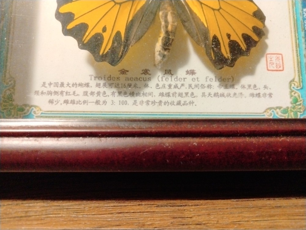 Real framed Golden Birdwing Troides Aeacus