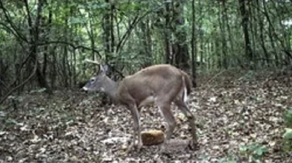 Manna Pro Extreme Apple Deer Block 20lb