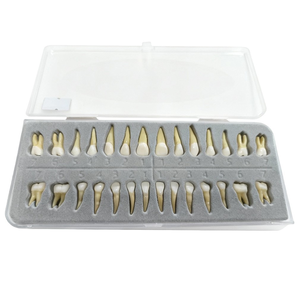 Dental 1:1 Permanent Teeth Demonstration Teach Study Model with 28Pcs Teeth