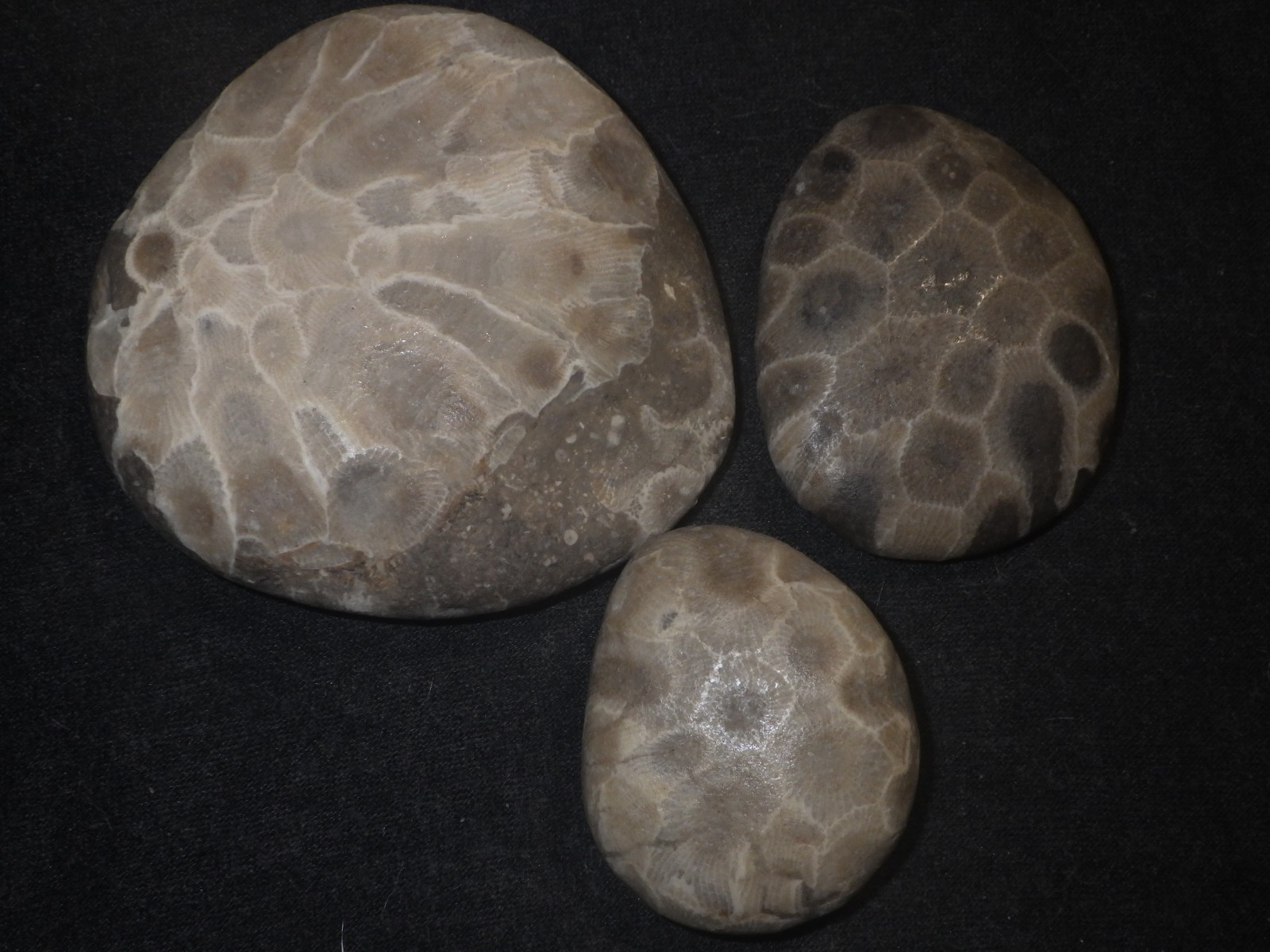 Unpolished Petoskey Stones
