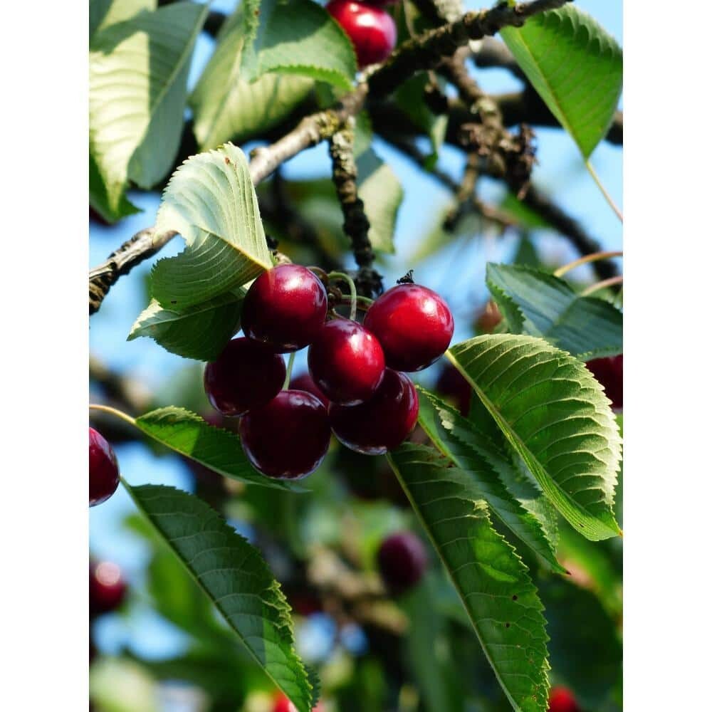 3 ft. Lapins Cherry Semi-Dwarf Tree – Self-Pollinating, High Yield