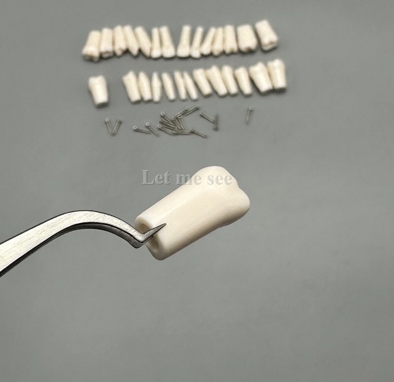 Dental Replacement Screw-in Teeth Typodont Models Study Practice Tooth Model