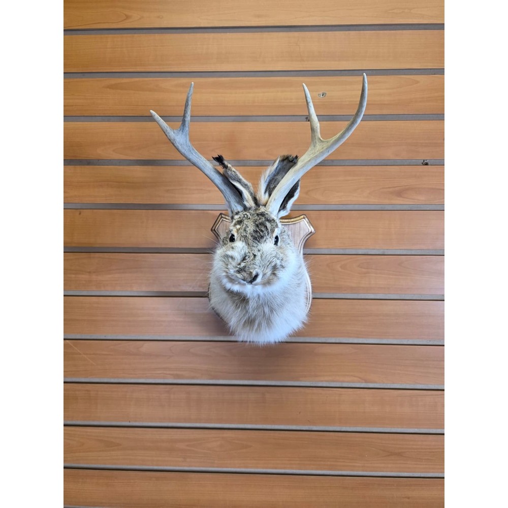 FHJK13 - Jackalope Head Taxidermy Mount
