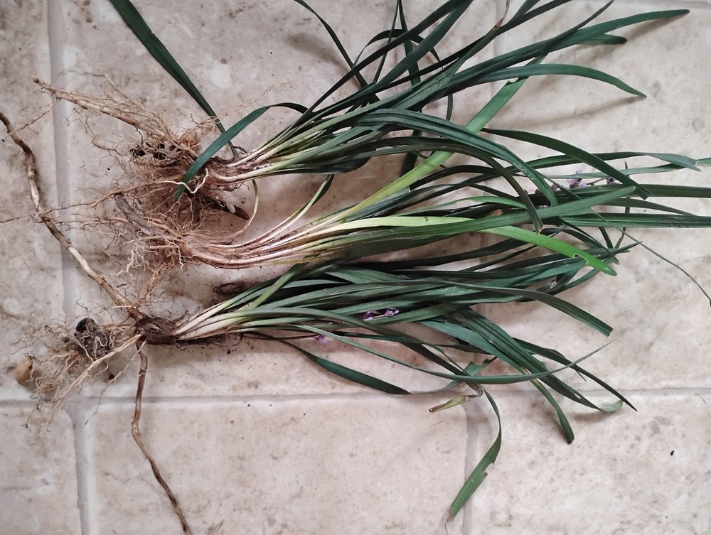 Monkey Grass, Big Blue, Clumping, Lirope 60 Bare Root Plants