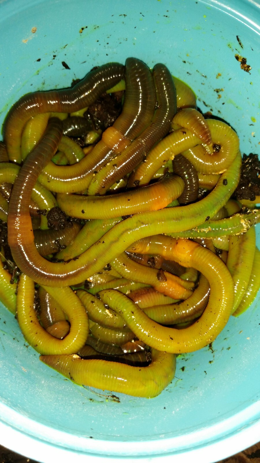 Green Canadian Nightcrawlers Treated with Worm-Glo. Free Shipping