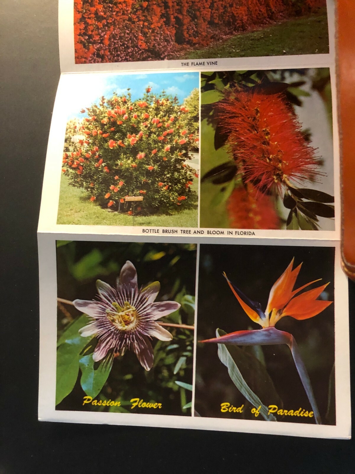 Old Vintage"FLORIDA FLOWERS" Fold Out Views Printed 1964 Made in USA