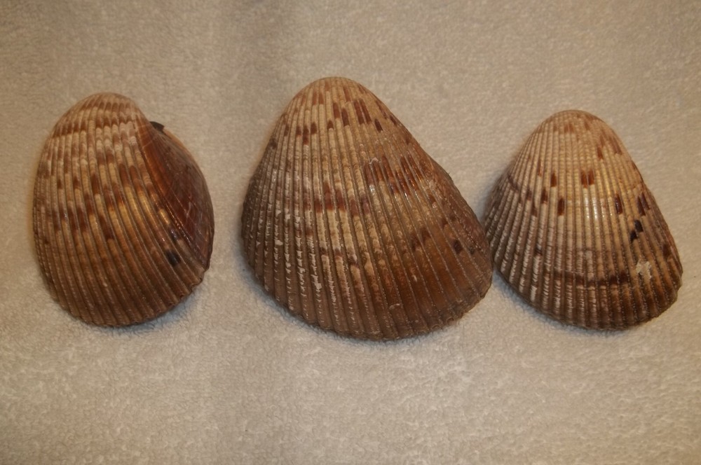 3 Large Cockle Clam Complete still closed Seashell Crafts