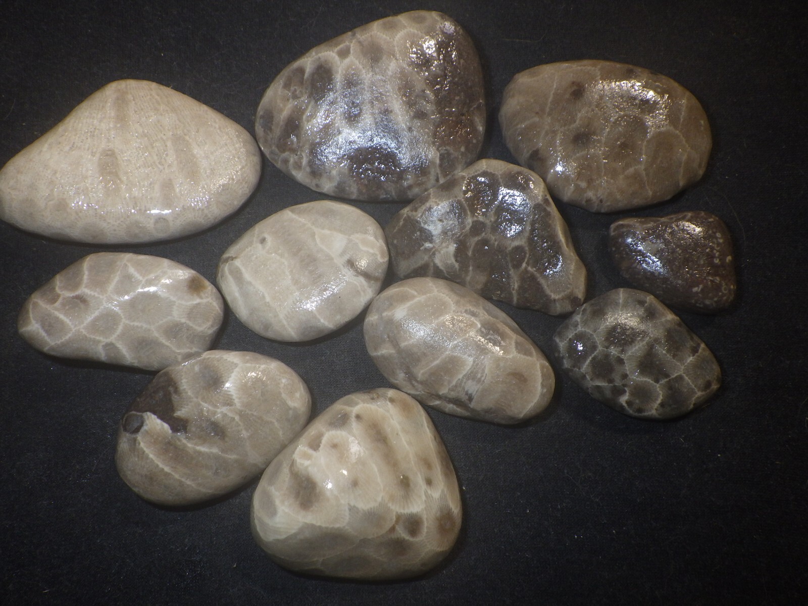 Unpolished Petoskey Stones 1 Pound