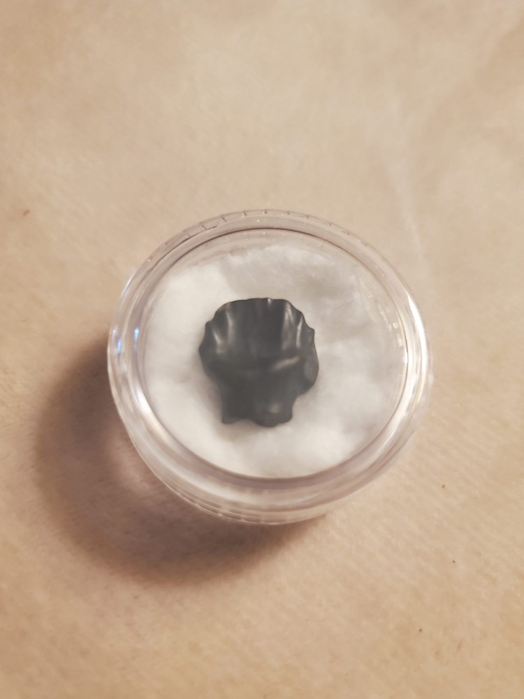 Nodosaur Tooth (Ankylosauria)