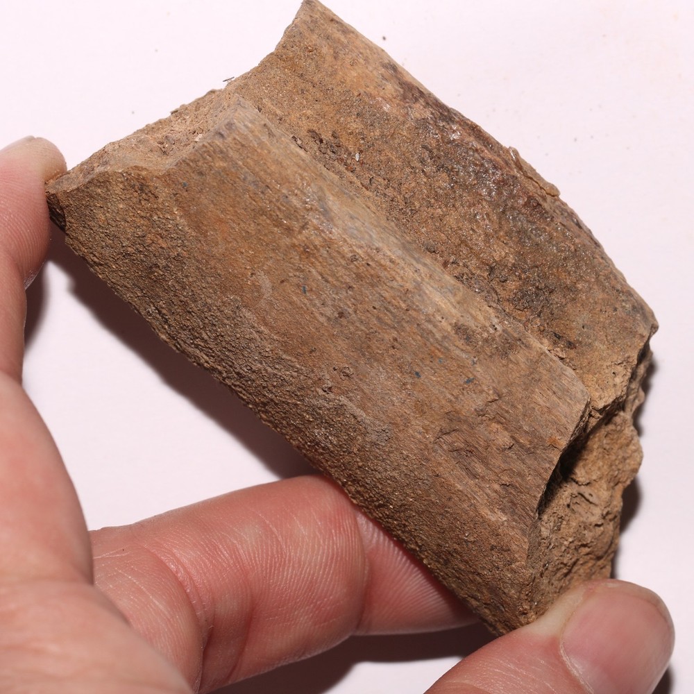 Dinosaur Rib Section Fossil Beauty - Authentic - Hell Creek Formation Cretaceous