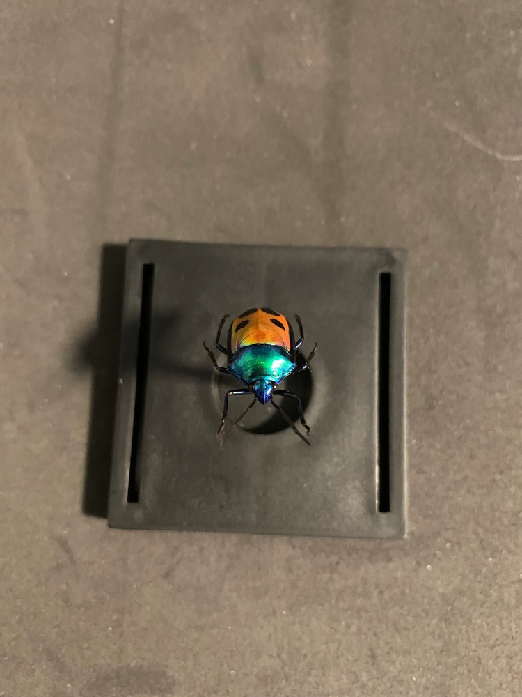 mounted Calliphara caesar (shield bug)