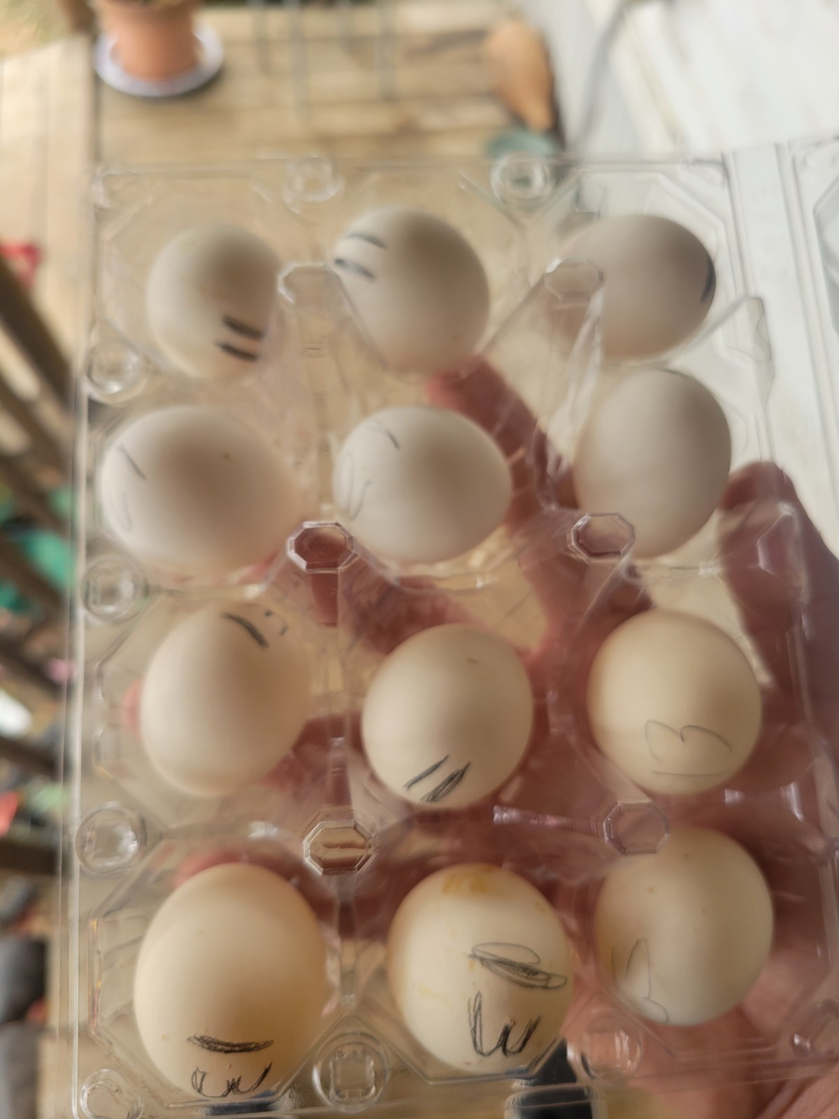 High-End Kikiriki Hatching Eggs – 6 Count (Extras Included When Available)