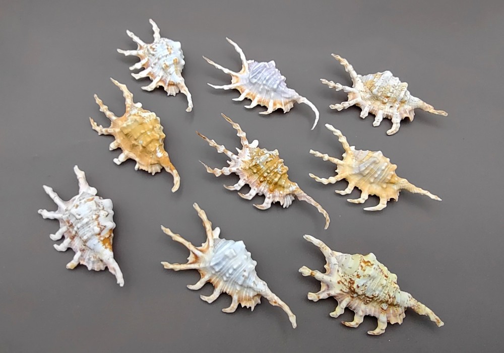 Scorpion Spider Conch Seashell Lambis Scorpio (1 shell approx. 4-6+ inches)