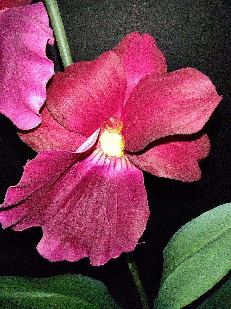 ARTIFICIAL miltoniopsis orchid plant FUCHSIA