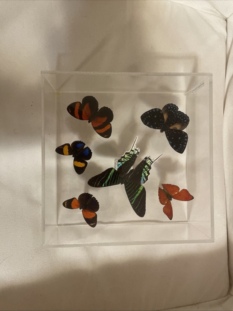 Butterfly 🦋 Art