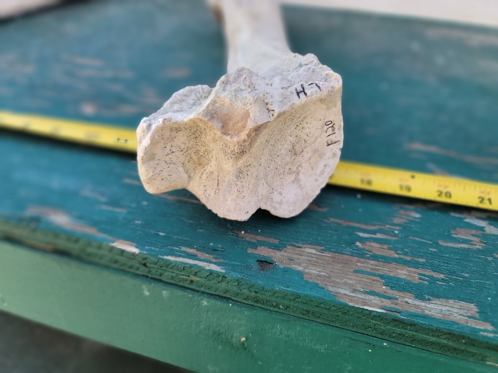 Titanothere Brontothere matched Radius and Ulna large leg bones complete example
